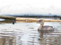 Поганка малая Podiceps ruficollis
Filename=IMG_2980.jpg
Filesize=231KB
Dimensions=900x657
Date added=Jan 28, 2015 IMG_2980.jpg