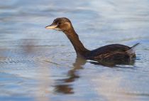 Поганка малая Podiceps ruficollis
Filename=IMG_7758.jpg
Filesize=196KB
Dimensions=900x612
Date added=Nov 15, 2015 IMG_7758.jpg