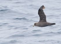 ГлупыШ Fulmarus glacialis sakhalin2017
Filename=8Z2A1940.jpg
Filesize=126KB
Dimensions=900x646
Date added=Aug 05, 2017 8Z2A1940.jpg