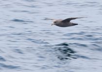 ГлупыШ Fulmarus glacialis sakhalin2017
Filename=8Z2A1985.jpg
Filesize=140KB
Dimensions=900x640
Date added=Aug 05, 2017 8Z2A1985.jpg
