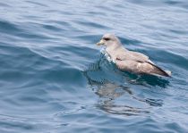 ГлупыШ Fulmarus glacialis sakhalin2017
Filename=8Z2A2019.jpg
Filesize=201KB
Dimensions=900x642
Date added=Aug 05, 2017 8Z2A2019.jpg