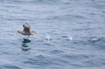 ГлупыШ Fulmarus glacialis sakhalin2017
Filename=8Z2A2026.jpg
Filesize=193KB
Dimensions=900x598
Date added=Aug 05, 2017 8Z2A2026.jpg