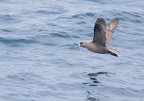 ГлупыШ Fulmarus glacialis sakhalin2017
Filename=8Z2A2028.jpg
Filesize=180KB
Dimensions=900x637
Date added=Aug 05, 2017 8Z2A2028.jpg