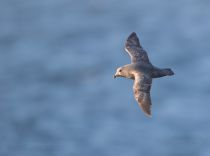 ГлупыШ Fulmarus glacialis sakhalin2017
Filename=8Z2A6738.jpg
Filesize=75KB
Dimensions=900x669
Date added=Aug 05, 2017 8Z2A6738.jpg