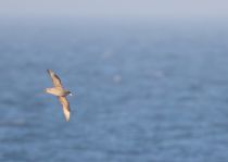 ГлупыШ Fulmarus glacialis sakhalin2017
Filename=8Z2A6770.jpg
Filesize=91KB
Dimensions=900x639
Date added=Aug 05, 2017 8Z2A6770.jpg