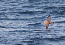 ГлупыШ Fulmarus glacialis sakhalin2017
Filename=8Z2A6866.jpg
Filesize=245KB
Dimensions=900x631
Date added=Aug 05, 2017 8Z2A6866.jpg