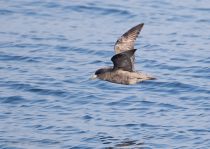 ГлупыШ Fulmarus glacialis sakhalin2017
Filename=8Z2A7218.jpg
Filesize=208KB
Dimensions=900x639
Date added=Aug 05, 2017 8Z2A7218.jpg