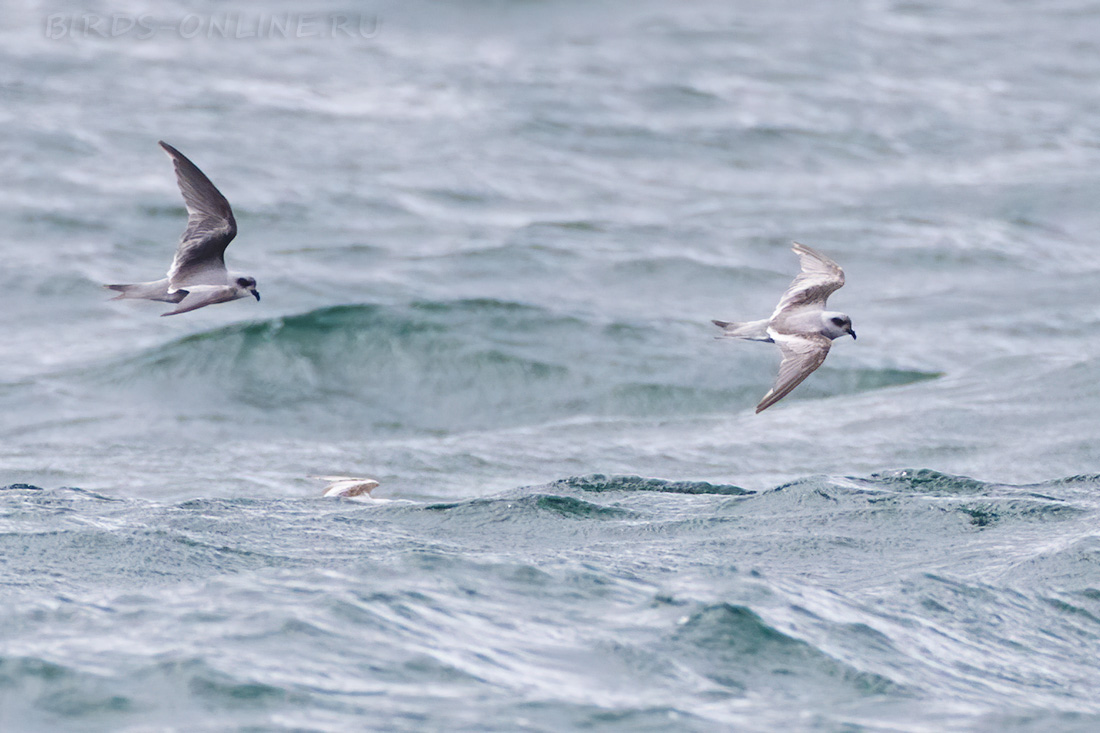 Сизая качурка Oceanodroma furcata kamchatka2022
 
 Click to view full size image