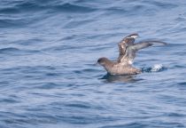 Тонкоклювый буревестник Puffinus tenuirostris sakhalin2017
Filename=8Z2A1854.jpg
Filesize=223KB
Dimensions=900x620
Date added=Aug 05, 2017 8Z2A1854.jpg