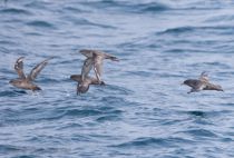 Тонкоклювый буревестник Puffinus tenuirostris sakhalin2017
Filename=8Z2A1873.jpg
Filesize=216KB
Dimensions=900x610
Date added=Aug 05, 2017 8Z2A1873.jpg
