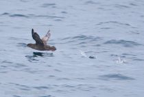Тонкоклювый буревестник Puffinus tenuirostris sakhalin2017
Filename=8Z2A2033.jpg
Filesize=169KB
Dimensions=900x611
Date added=Aug 05, 2017 8Z2A2033.jpg
