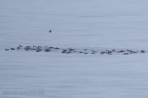 Тонкоклювый буревестник Puffinus tenuirostris sakhalin2017
Filename=8Z2A2055.jpg
Filesize=117KB
Dimensions=900x597
Date added=Aug 05, 2017 8Z2A2055.jpg