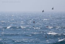 Тонкоклювый буревестник Puffinus tenuirostris sakhalin2017
Filename=8Z2A6255.jpg
Filesize=205KB
Dimensions=900x616
Date added=Aug 05, 2017 8Z2A6255.jpg