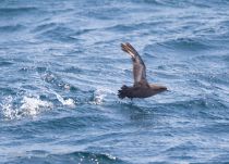 Тонкоклювый буревестник Puffinus tenuirostris sakhalin2017
Filename=8Z2A6357.jpg
Filesize=298KB
Dimensions=900x650
Date added=Aug 05, 2017 8Z2A6357.jpg