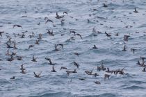 Тонкоклювый буревестник Puffinus tenuirostris sakhalin2017
Filename=8Z2A6433.jpg
Filesize=109KB
Dimensions=900x600
Date added=Aug 05, 2017 8Z2A6433.jpg