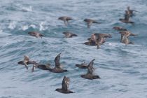 Тонкоклювый буревестник Puffinus tenuirostris sakhalin2017
Filename=8Z2A6452.jpg
Filesize=195KB
Dimensions=900x604
Date added=Aug 05, 2017 8Z2A6452.jpg
