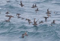 Тонкоклювый буревестник Puffinus tenuirostris sakhalin2017
Filename=8Z2A6456.jpg
Filesize=216KB
Dimensions=900x617
Date added=Aug 05, 2017 8Z2A6456.jpg