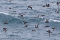 Тонкоклювый буревестник Puffinus tenuirostris sakhalin2017
Filename=8Z2A6463.jpg
Filesize=228KB
Dimensions=900x592
Date added=Aug 05, 2017 8Z2A6463.jpg