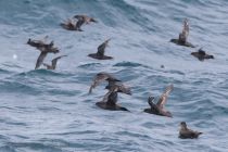 Тонкоклювый буревестник Puffinus tenuirostris sakhalin2017
Filename=8Z2A6469.jpg
Filesize=215KB
Dimensions=900x603
Date added=Aug 05, 2017 8Z2A6469.jpg