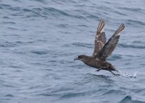 Тонкоклювый буревестник Puffinus tenuirostris sakhalin2017
Filename=8Z2A6473.jpg
Filesize=204KB
Dimensions=900x640
Date added=Aug 05, 2017 8Z2A6473.jpg