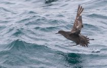 Тонкоклювый буревестник Puffinus tenuirostris sakhalin2017
Filename=8Z2A6498.jpg
Filesize=227KB
Dimensions=900x578
Date added=Aug 05, 2017 8Z2A6498.jpg
