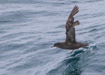 Тонкоклювый буревестник Puffinus tenuirostris sakhalin2017
Filename=8Z2A6500.jpg
Filesize=252KB
Dimensions=900x646
Date added=Aug 05, 2017 8Z2A6500.jpg