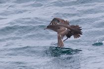Тонкоклювый буревестник Puffinus tenuirostris sakhalin2017
Filename=8Z2A6502.jpg
Filesize=227KB
Dimensions=900x603
Date added=Aug 05, 2017 8Z2A6502.jpg