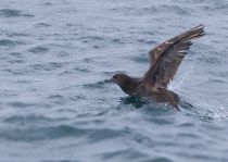 Тонкоклювый буревестник Puffinus tenuirostris sakhalin2017
Filename=8Z2A6512.jpg
Filesize=211KB
Dimensions=900x642
Date added=Aug 05, 2017 8Z2A6512.jpg