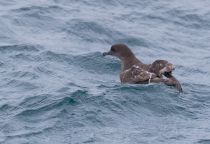 Тонкоклювый буревестник Puffinus tenuirostris sakhalin2017
Filename=8Z2A6530.jpg
Filesize=213KB
Dimensions=900x620
Date added=Aug 05, 2017 8Z2A6530.jpg