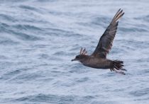 Тонкоклювый буревестник Puffinus tenuirostris sakhalin2017
Filename=8Z2A6555.jpg
Filesize=167KB
Dimensions=900x633
Date added=Aug 05, 2017 8Z2A6555.jpg