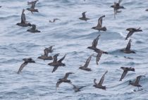 Тонкоклювый буревестник Puffinus tenuirostris sakhalin2017
Filename=8Z2A6572.jpg
Filesize=215KB
Dimensions=900x611
Date added=Aug 05, 2017 8Z2A6572.jpg