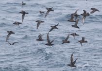 Тонкоклювый буревестник Puffinus tenuirostris sakhalin2017
Filename=8Z2A6573.jpg
Filesize=221KB
Dimensions=900x627
Date added=Aug 05, 2017 8Z2A6573.jpg