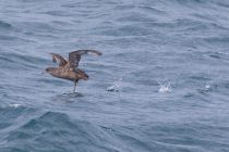 Тонкоклювый буревестник Puffinus tenuirostris sakhalin2017
Filename=8Z2A6588.jpg
Filesize=223KB
Dimensions=900x601
Date added=Aug 05, 2017 8Z2A6588.jpg