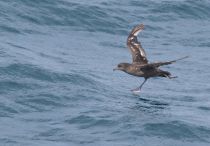 Тонкоклювый буревестник Puffinus tenuirostris sakhalin2017
Filename=8Z2A6591.jpg
Filesize=224KB
Dimensions=900x627
Date added=Aug 05, 2017 8Z2A6591.jpg