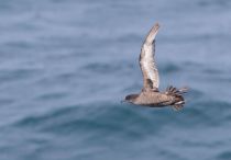 Тонкоклювый буревестник Puffinus tenuirostris sakhalin2017
Filename=8Z2A6600.jpg
Filesize=116KB
Dimensions=900x629
Date added=Aug 05, 2017 8Z2A6600.jpg