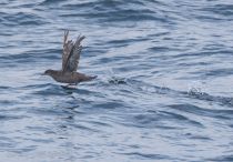 Тонкоклювый буревестник Puffinus tenuirostris sakhalin2017
Filename=8Z2A6624.jpg
Filesize=254KB
Dimensions=900x626
Date added=Aug 05, 2017 8Z2A6624.jpg