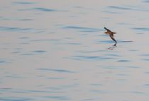 Тонкоклювый буревестник Puffinus tenuirostris sakhalin2017
Filename=8Z2A6897.jpg
Filesize=91KB
Dimensions=900x613
Date added=Aug 05, 2017 8Z2A6897.jpg