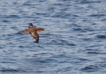 Тонкоклювый буревестник Puffinus tenuirostris sakhalin2017
Filename=8Z2A6979.jpg
Filesize=232KB
Dimensions=900x626
Date added=Aug 05, 2017 8Z2A6979.jpg