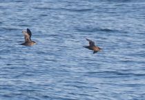 Тонкоклювый буревестник Puffinus tenuirostris sakhalin2017
Filename=8Z2A7003.jpg
Filesize=252KB
Dimensions=900x618
Date added=Aug 05, 2017 8Z2A7003.jpg