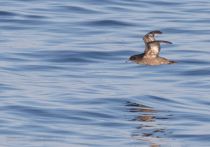 Тонкоклювый буревестник Puffinus tenuirostris sakhalin2017
Filename=8Z2A7016.jpg
Filesize=189KB
Dimensions=900x631
Date added=Aug 05, 2017 8Z2A7016.jpg