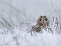 Сова болотная Asio flammeus
Filename=8Z2A7152.jpg
Filesize=162KB
Dimensions=900x685
Date added=Feb 28, 2019 8Z2A7152.jpg
