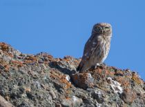 Сыч домовый Athene noctua azer2018
Filename=8Z2A3068.jpg
Filesize=240KB
Dimensions=900x668
Date added=Aug 05, 2018 8Z2A3068.jpg