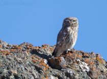 Сыч домовый Athene noctua azer2018
Filename=8Z2A3070.jpg
Filesize=311KB
Dimensions=900x670
Date added=Aug 05, 2018 8Z2A3070.jpg