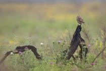 Сыч домовый Athene noctua azer2018
Filename=8Z2A9268.jpg
Filesize=169KB
Dimensions=900x600
Date added=May 16, 2018 8Z2A9268.jpg