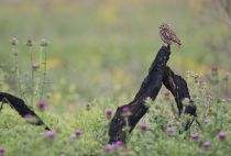 Filename=8Z2A9298.jpg
Filesize=183KB
Dimensions=900x611
Date added=May 16, 2018 8Z2A9298.jpg