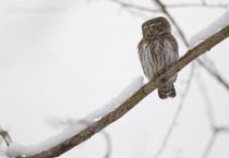 Сыч воробьиный Glaucidium passerinum
Filename=8Z2A7301.jpg
Filesize=101KB
Dimensions=900x622
Date added=Nov 06, 2016 8Z2A7301.jpg