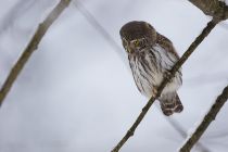Сыч воробьиный Glaucidium passerinum
Filename=8Z2A7366.jpg
Filesize=134KB
Dimensions=900x600
Date added=Nov 06, 2016 8Z2A7366.jpg