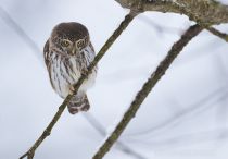 Сыч воробьиный Glaucidium passerinum
Filename=8Z2A7376.jpg
Filesize=142KB
Dimensions=900x628
Date added=Nov 06, 2016 8Z2A7376.jpg
