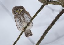 Сыч воробьиный Glaucidium passerinum
Filename=8Z2A7402.jpg
Filesize=155KB
Dimensions=900x638
Date added=Nov 06, 2016 8Z2A7402.jpg