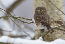 Сыч воробьиный Glaucidium passerinum
Filename=8Z2A7500.jpg
Filesize=191KB
Dimensions=900x621
Date added=Nov 06, 2016 8Z2A7500.jpg